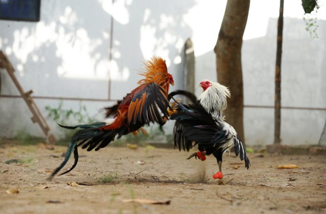 Polițist ucis de un cocoș &icirc;n timpul unei intervenții de oprire a luptelor ilegale