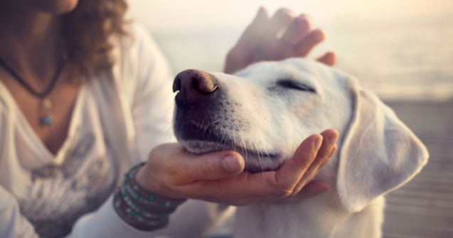 200 de câini au fost salvați dintr-un abator din Coreea de Sud