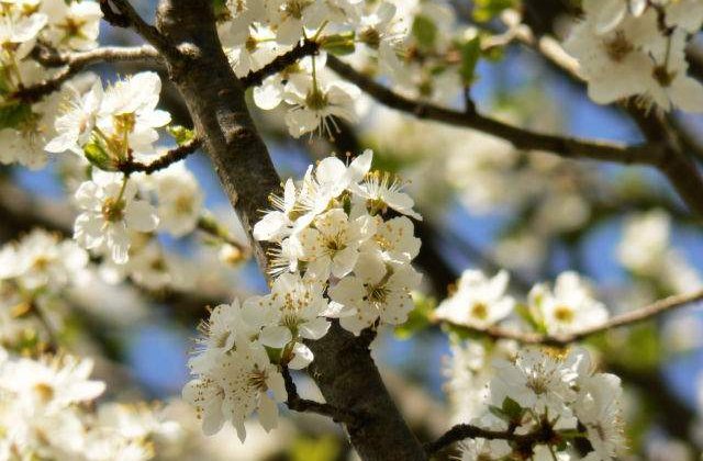 Meteo: Starea vremii de 1 Mai si de Sarbatoarea Pastelui
