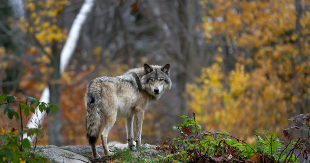 Lupii nu vor mai fi o specie protejată în Statele Unite