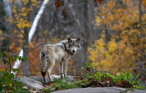 Lupii nu vor mai fi o specie protejată în Statele Unite
