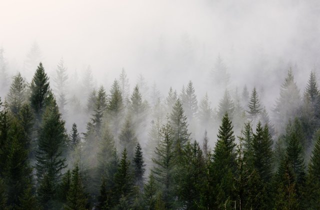 Cod GALBEN de ceață în 5 județe ale țării, luni dimineață