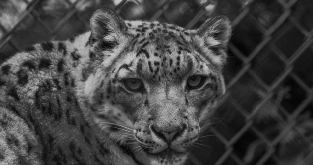 A plătit 150 de dolari pentru a fi mutilat de către un leopard