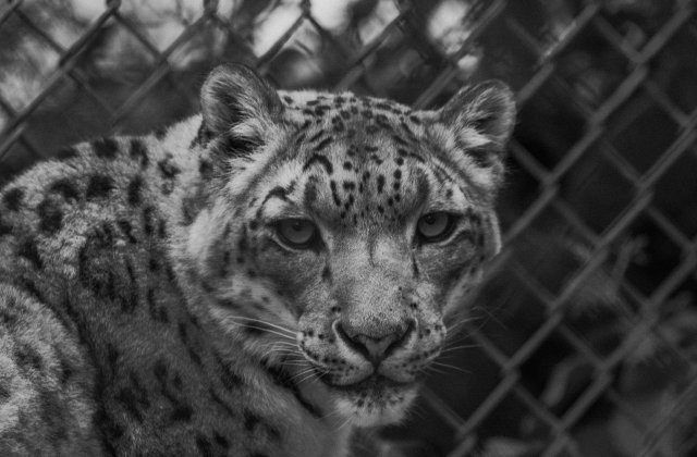 A plătit 150 de dolari pentru a fi mutilat de un leopard! Cum a ajuns bărbatul &icirc;n această situație