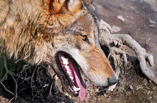 Lupii din Elvetia, "expulzati" in Romania