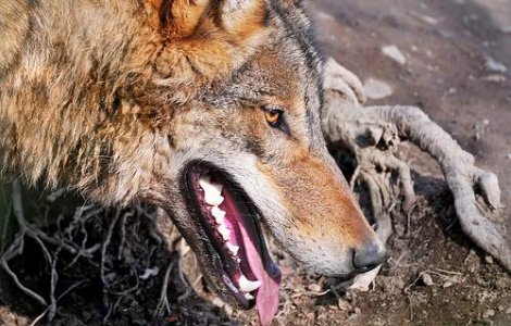 Lupii din Elvetia, "expulzati" in Romania