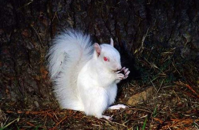 Locuitorii unui orasel din Marea Britanie sunt in doliu dupa veverita preferata