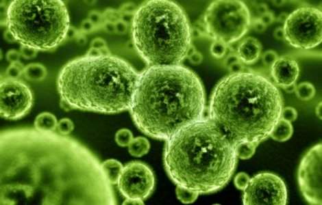 Bacteriile radioactive, o solutie contra cancerului pancreatic