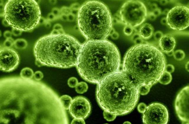 Bacteriile radioactive, o solutie promitatoare contra cancerului pancreatic
