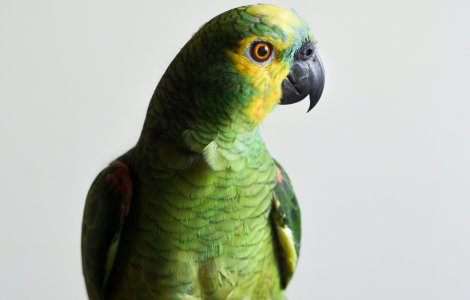 Un papagal și-a salvat stăpânul de la un incendiu izbucnit în propria casă