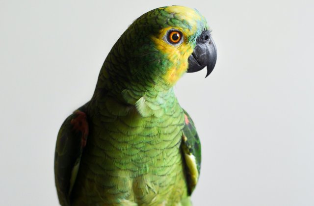 Un papagal și-a salvat stăpânul de la un incendiu izbucnit în propria casă