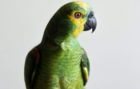 Un papagal și-a salvat stăpânul de la un incendiu izbucnit în propria casă