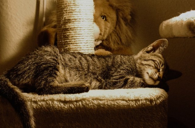 7 animale care și-au transformat somnul într-un stil de viață