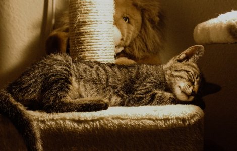  Top  7 animale care și-au transformat somnul într-un stil de viață