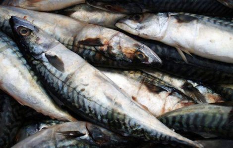 Peste toxic din Spania, exportat in Romania