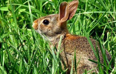 A fost creat penisul artificial