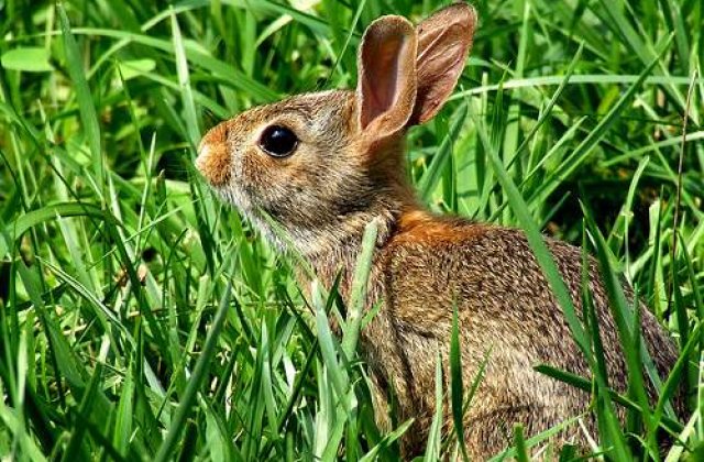 A fost creat penisul artificial