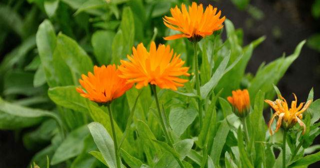 Obiceiuri si traditii de florii