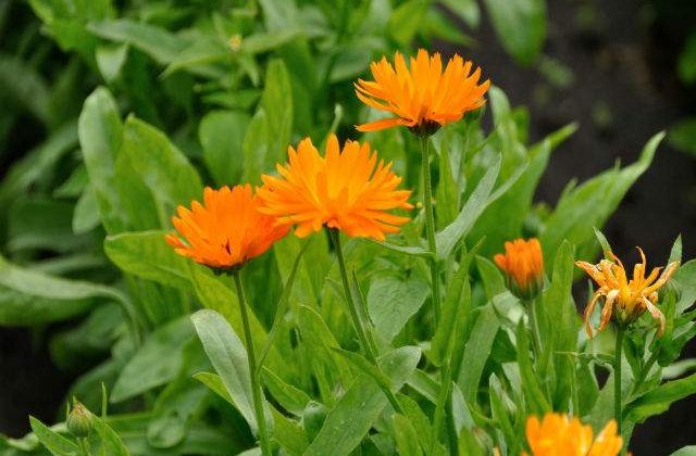 Obiceiuri si traditii de florii