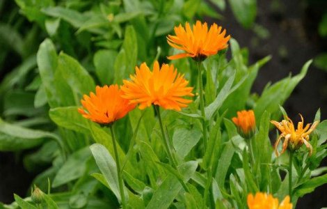 Obiceiuri si traditii de florii