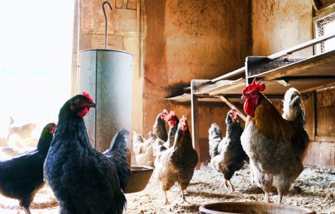 Olanda și Germania se luptă cu două focare de gripă aviară