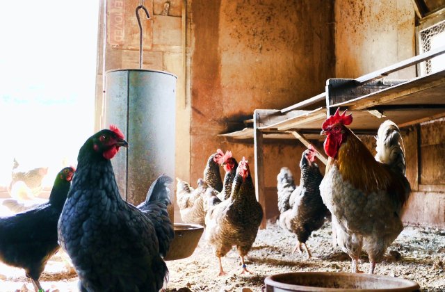 Olanda și Germania se luptă cu două focare de gripă aviară