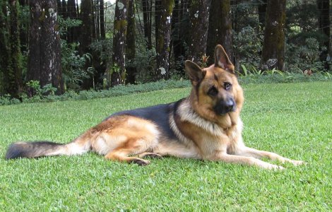 "Bonus" pentru angajatii americani: Polite de asigurare pentru animalele de companie