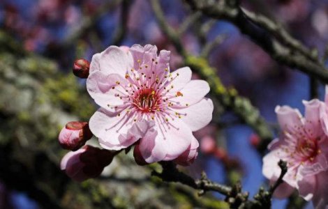 Peste 1,4 mil. romani isi serbeaza onomastica de Florii