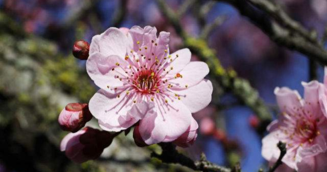 Peste 1,4 mil. romani isi serbeaza onomastica de Florii