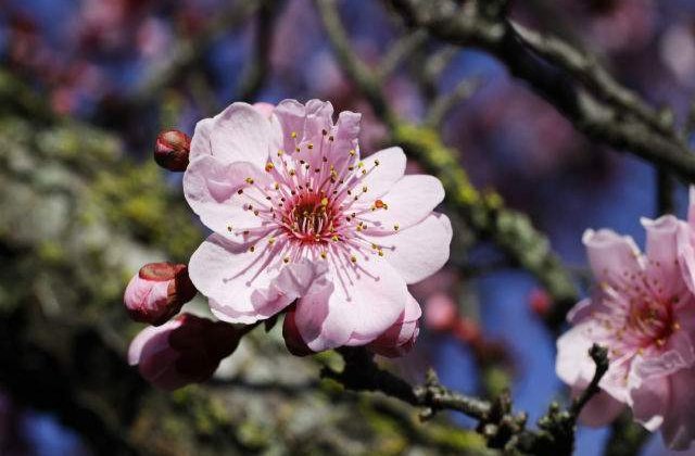 Peste 1,4 mil. romani isi serbeaza onomastica de Florii