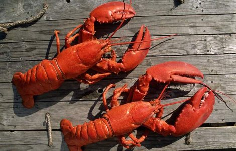 Cea mai mare fiertura de raci din Europa, pregatita in Romania