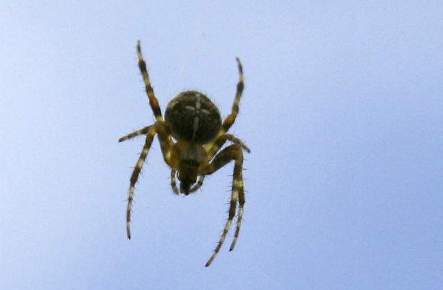 Studiu: Femeile prefera barbatii care nu se tem de paianjeni