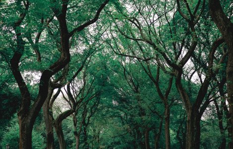 Primăria Galați va planta peste 1.000 de arbori în spațiile destinate recreerii din municipiu