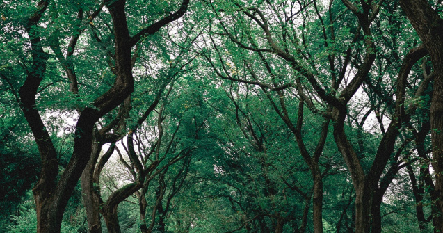 Primăria Galați va planta peste 1.000 de arbori în spațiile destinate recreerii