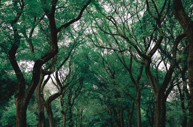 Primăria Galați va planta peste 1.000 de arbori în spațiile destinate recreerii din municipiu