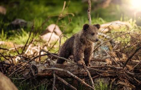 VIDEO Imagini inedite cu o „familie“ de urşi în Parcul Natural Apuseni