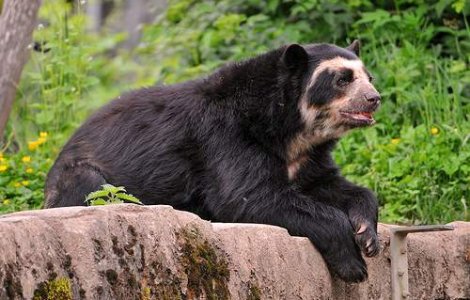 Un baietel de 11 ani a omorat un urs care nu voia sa plece de pe prispa