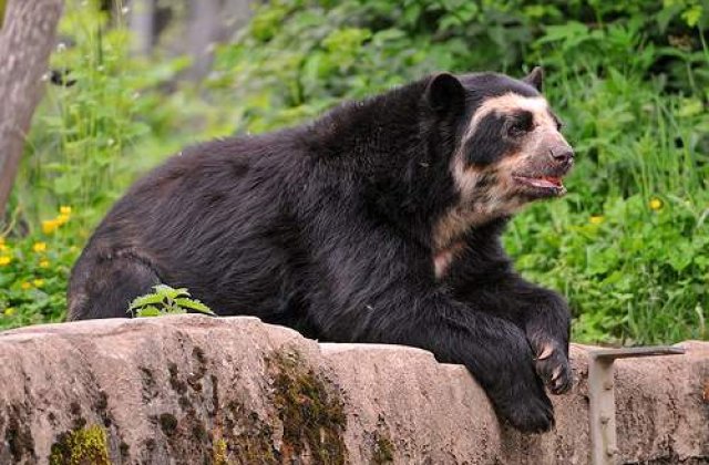 Un baietel de 11 ani a omorat un urs care nu voia sa plece de pe prispa