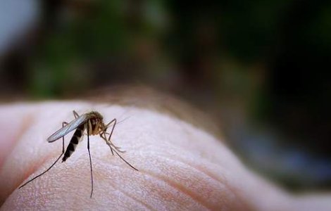 Schimbarile climatice aduc noi boli