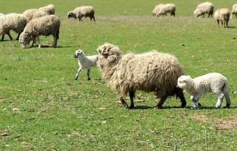 Modul de sacrificare si transportul mieilor, controlate de Politie