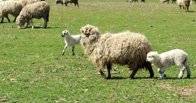 Modul de sacrificare si transportul mieilor, controlate de Politie