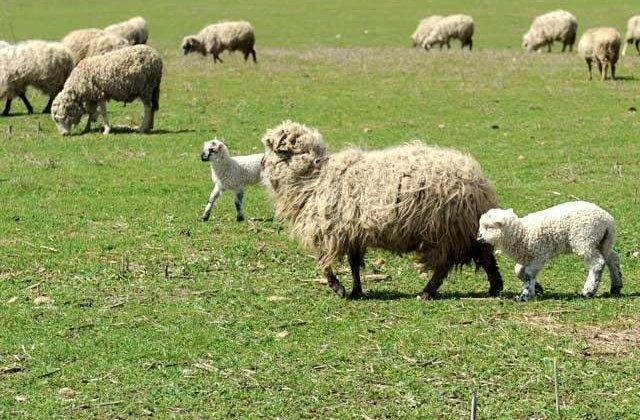 Modul de sacrificare a mieilor si transportul acestora, controlate de Politie