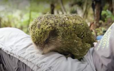 VIDEO Kākāpō, cel mai gras...