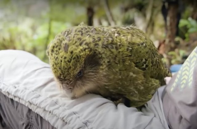 VIDEO Kākāpō, cel mai gras papagal din lume, desemnat pasărea anului 2020 în Noua Zeelandă