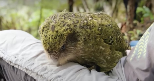 VIDEO Kākāpō, cel mai gras papagal din lume, desemnat pasărea anului 2020