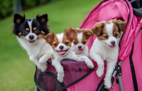  Top  Animăluțe de buzunar: 5 rase de câini în miniatură, absolut adorabile