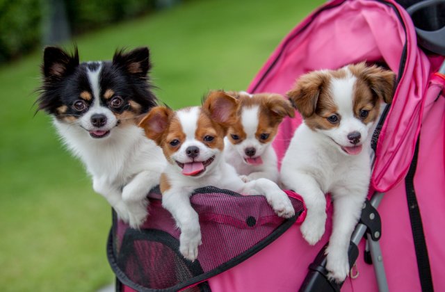 Animăluțe de buzunar: 5 rase de c&acirc;ini &icirc;n miniatură, absolut adorabile