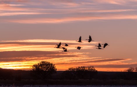 STUDIU Păsările și mamiferele migratoare trăiesc intens şi mor tinere