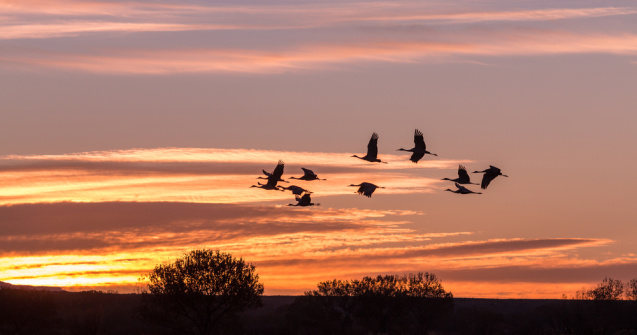 STUDIU Păsările și mamiferele migratoare trăiesc intens şi mor tinere