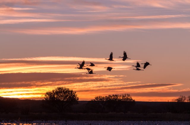 STUDIU Mai multe specii de păsări și mamifere migratoare trăiesc intens şi mor tinere
